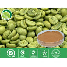 Extrato de grão de café verde / Ácido corogénico / Nº CAS: 327-97-9